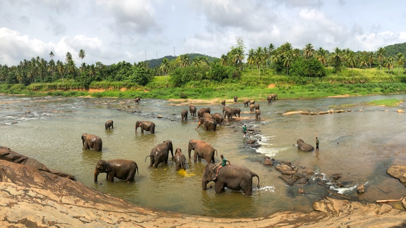 Watching elephants at Pinnawala during our Sri Lanka 4 Day Round Tour